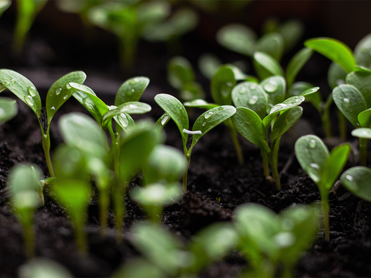 Seedlings
