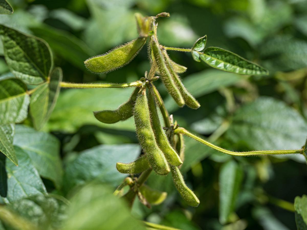 University of Adelaide researchers are evaluating the characteristics of soybeans for their potential to adapt to South Australian conditions