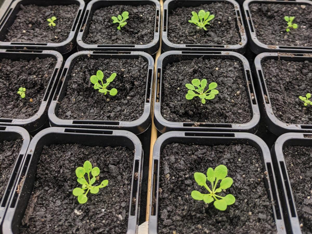 Failed antibiotic turns weed killer