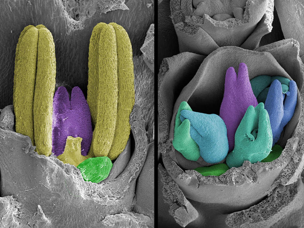 Cracking the code for better barley