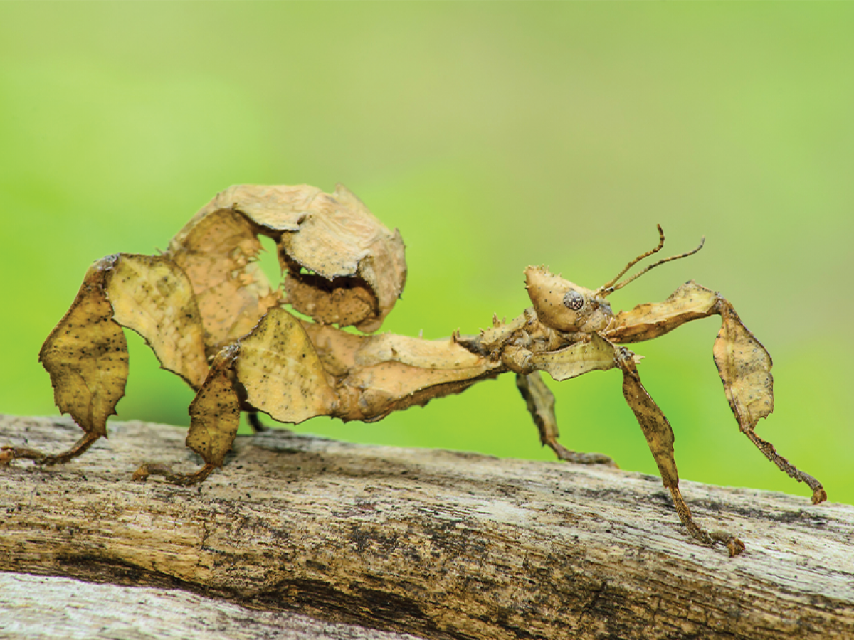 Sales of online invertebrates