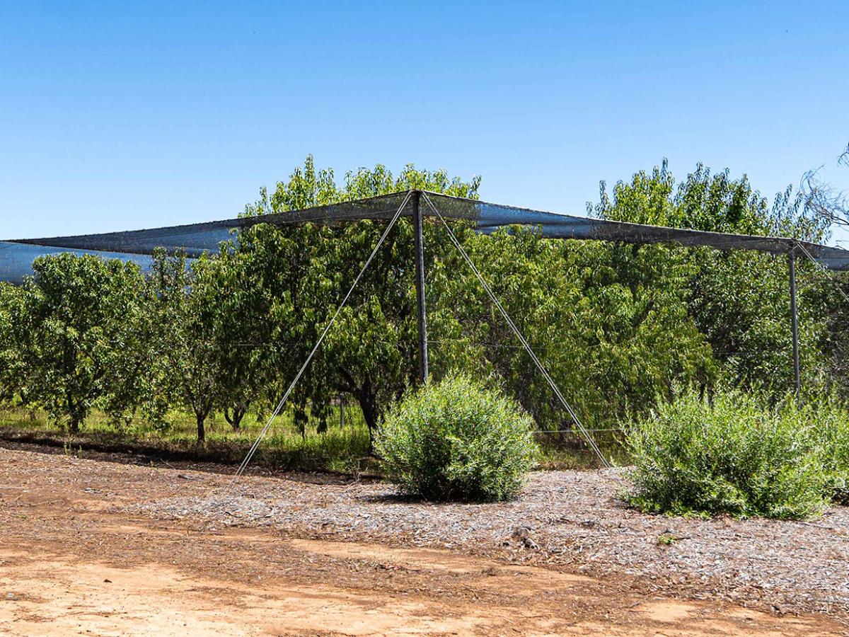 Bird-proof cage