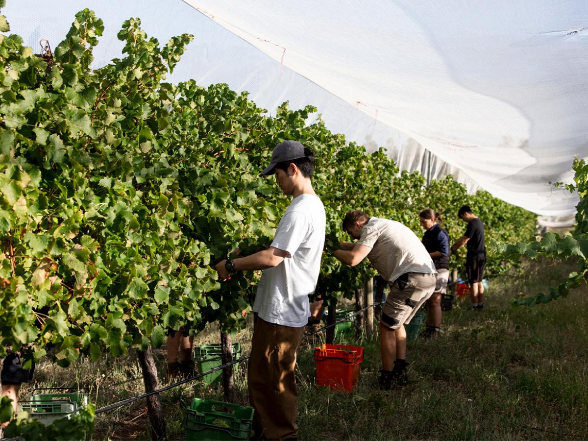 Students at harvest