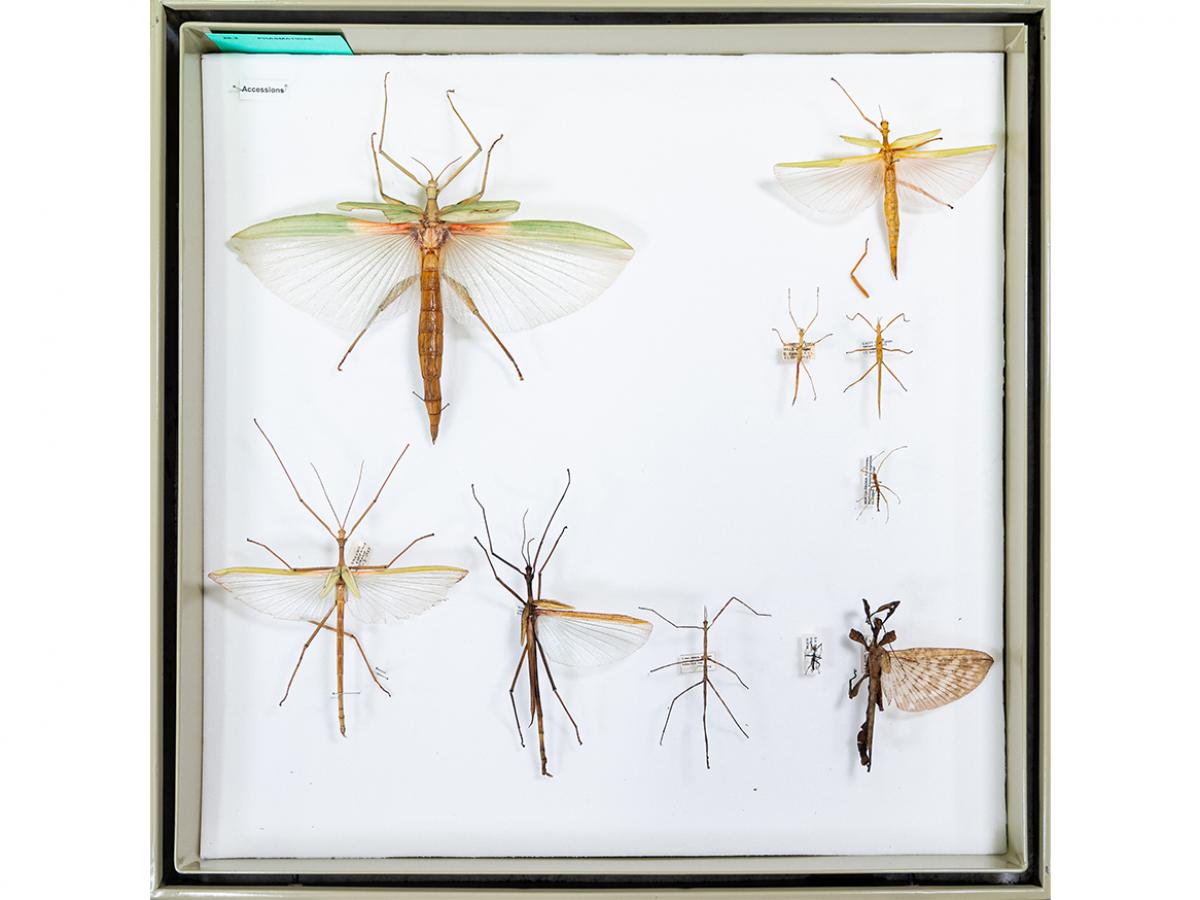 Insects