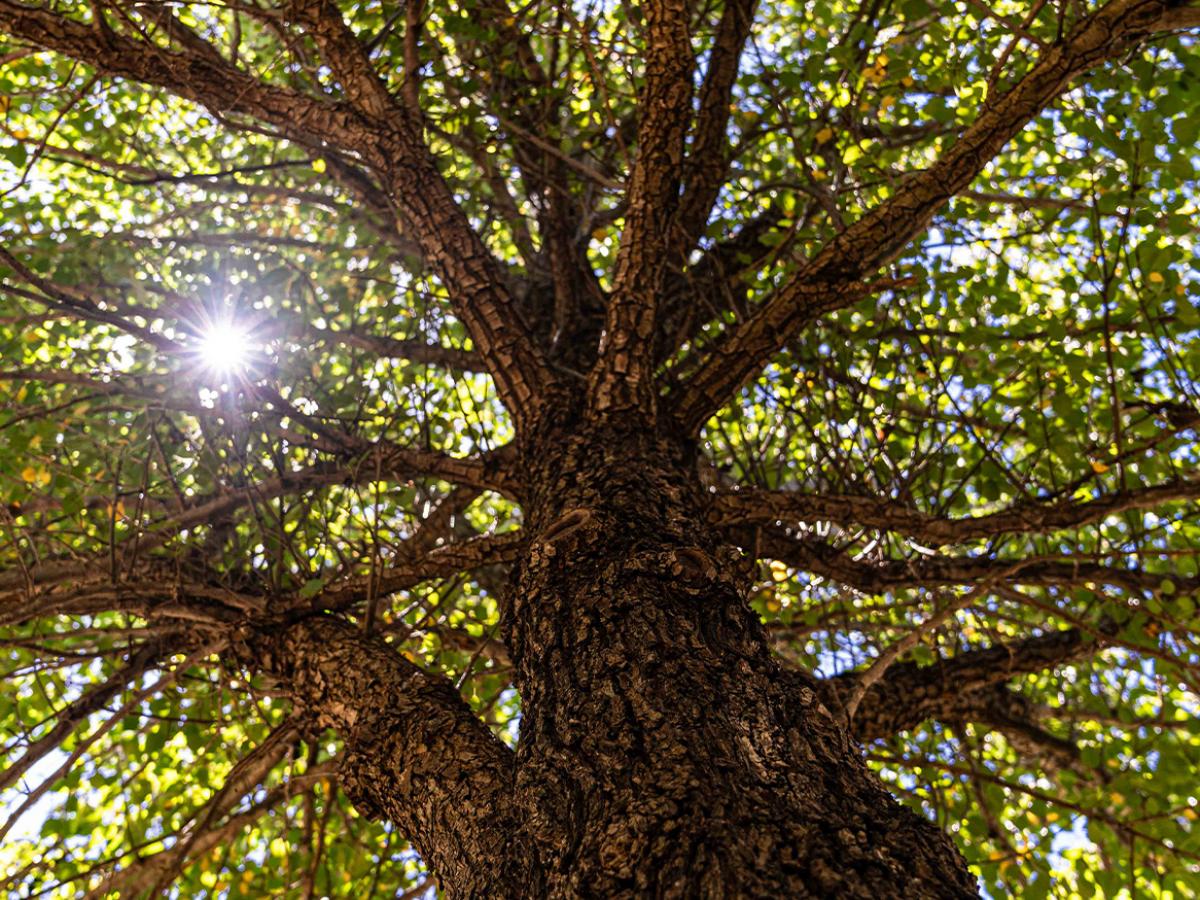 Save the trees