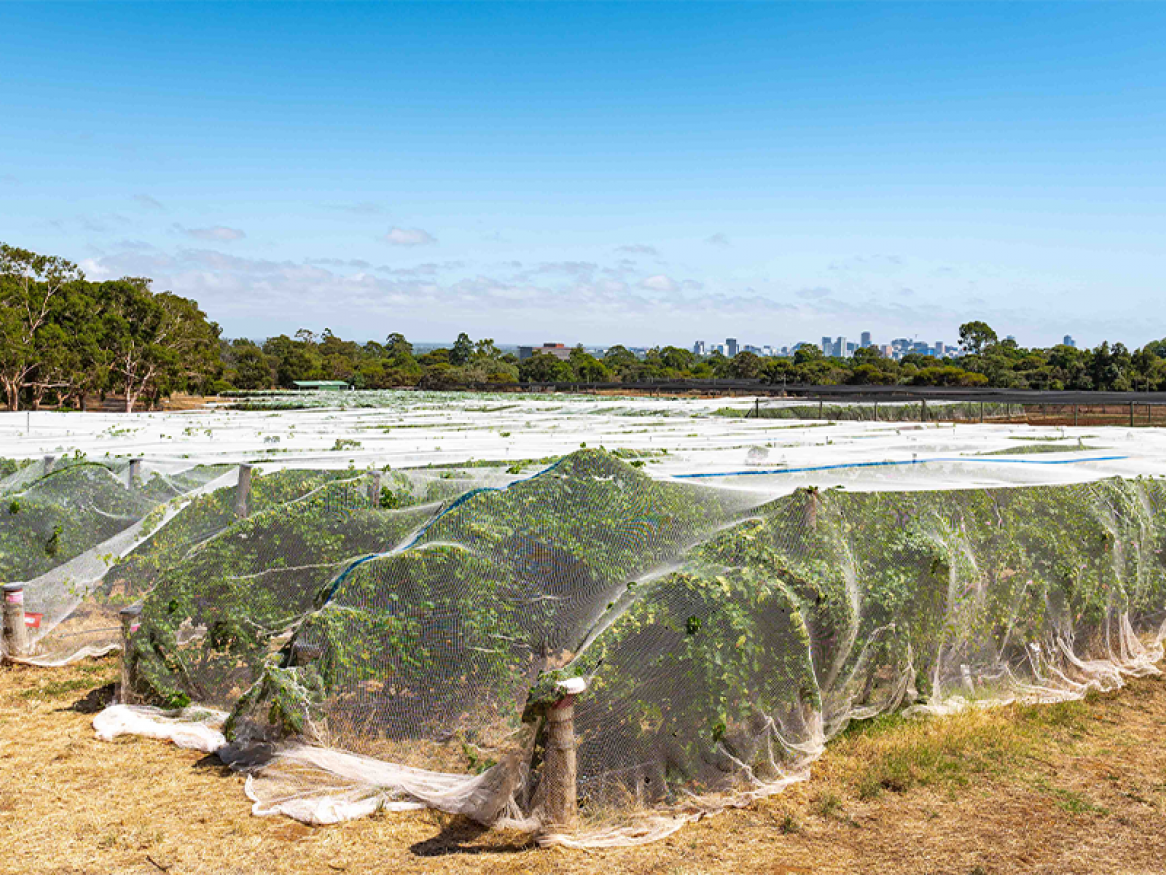 Coombe vineyard, Waite Campus