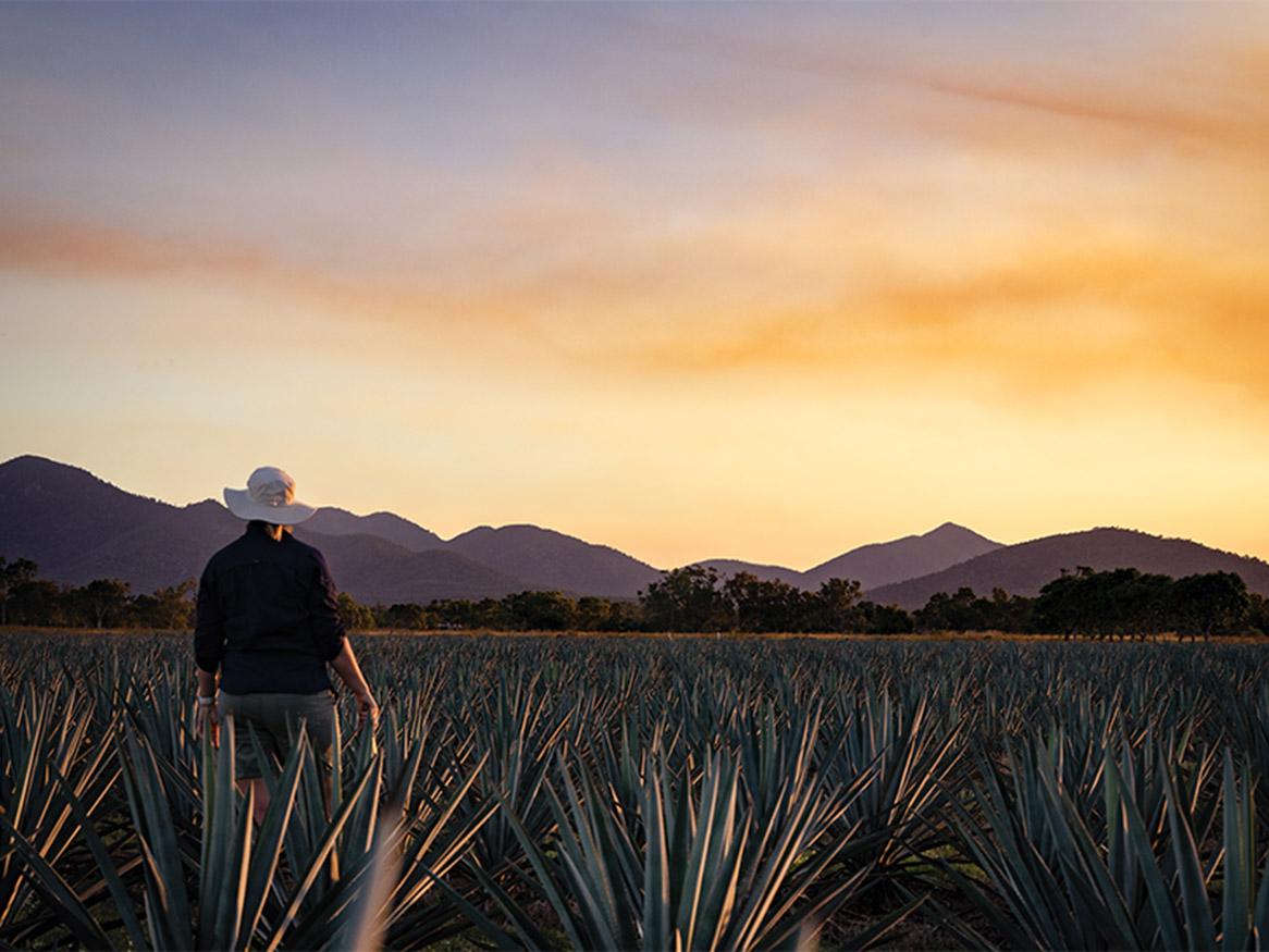 Making spirits from agave