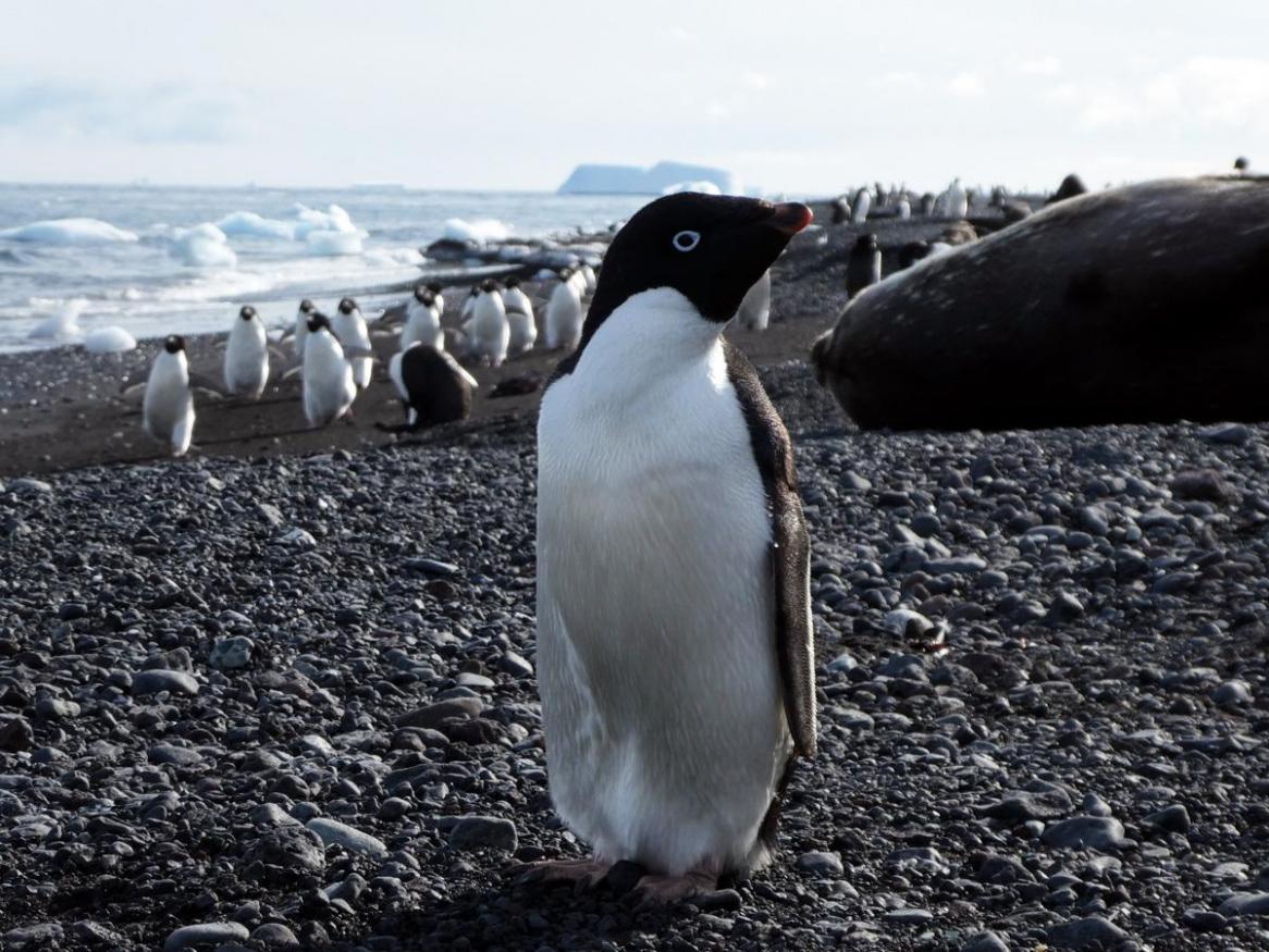 Penguin
