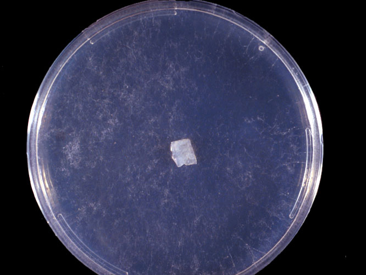 Microscopy petri dish