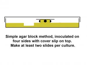 Agar block method.