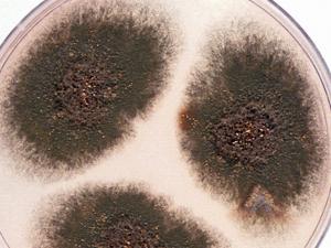 Culture of Aspergillus nidulans.