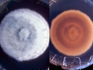 Culture of Coccidioides immitis showing a suede-like to downy, greyish white colony with a tan to brown reverse.