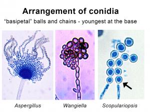 Arrangement of conidia