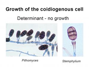 Growth of the conidiogenous cell