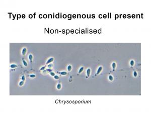 Conidia formed directly from hyphae