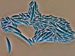 Fusarium oxysporum micro- and macroconidia