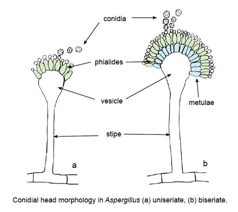 Conidial head morphology in Aspergillus (a) uniseriate, (b) biseriate