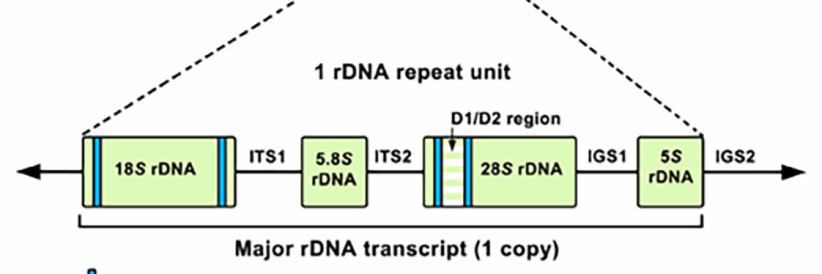 Schematic diagram of fungal rDNA gene cluster