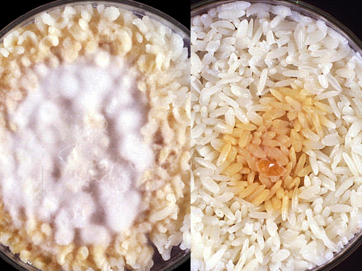 Microsporum audouinii rice grains