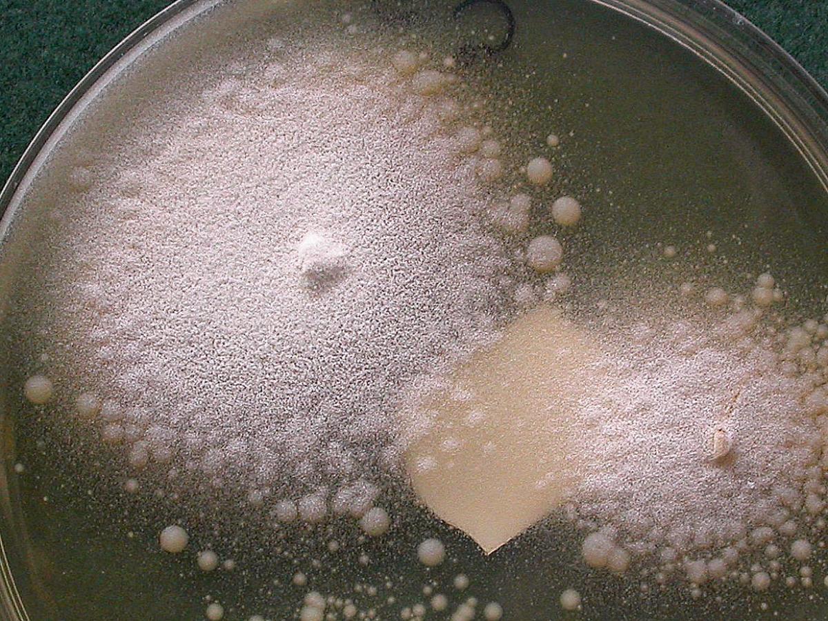 Conidiobolus culture