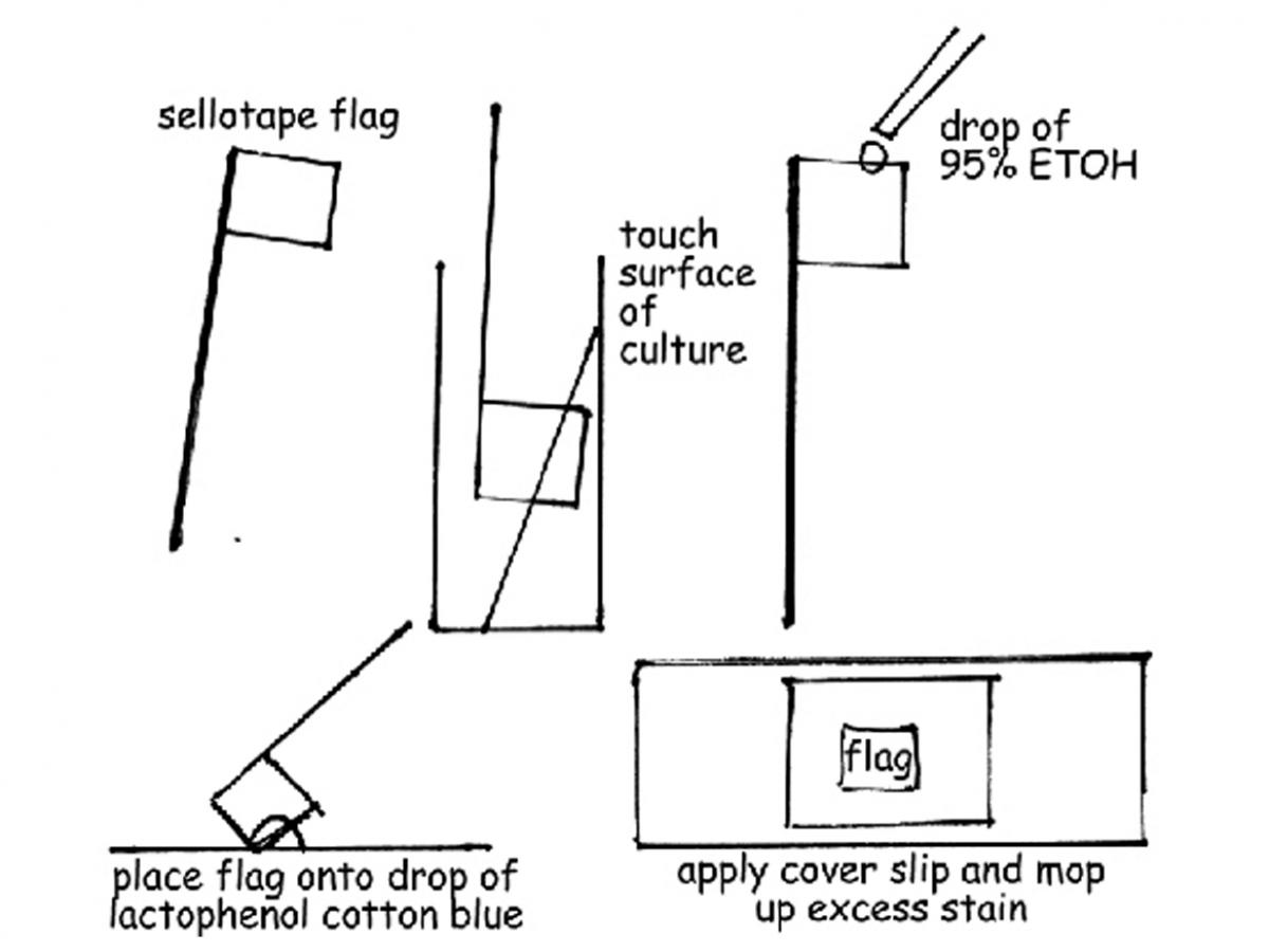 Cellotape flag mounts