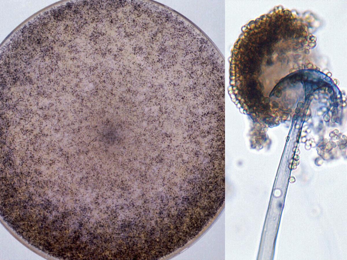 Rhizopus arrhizus culture