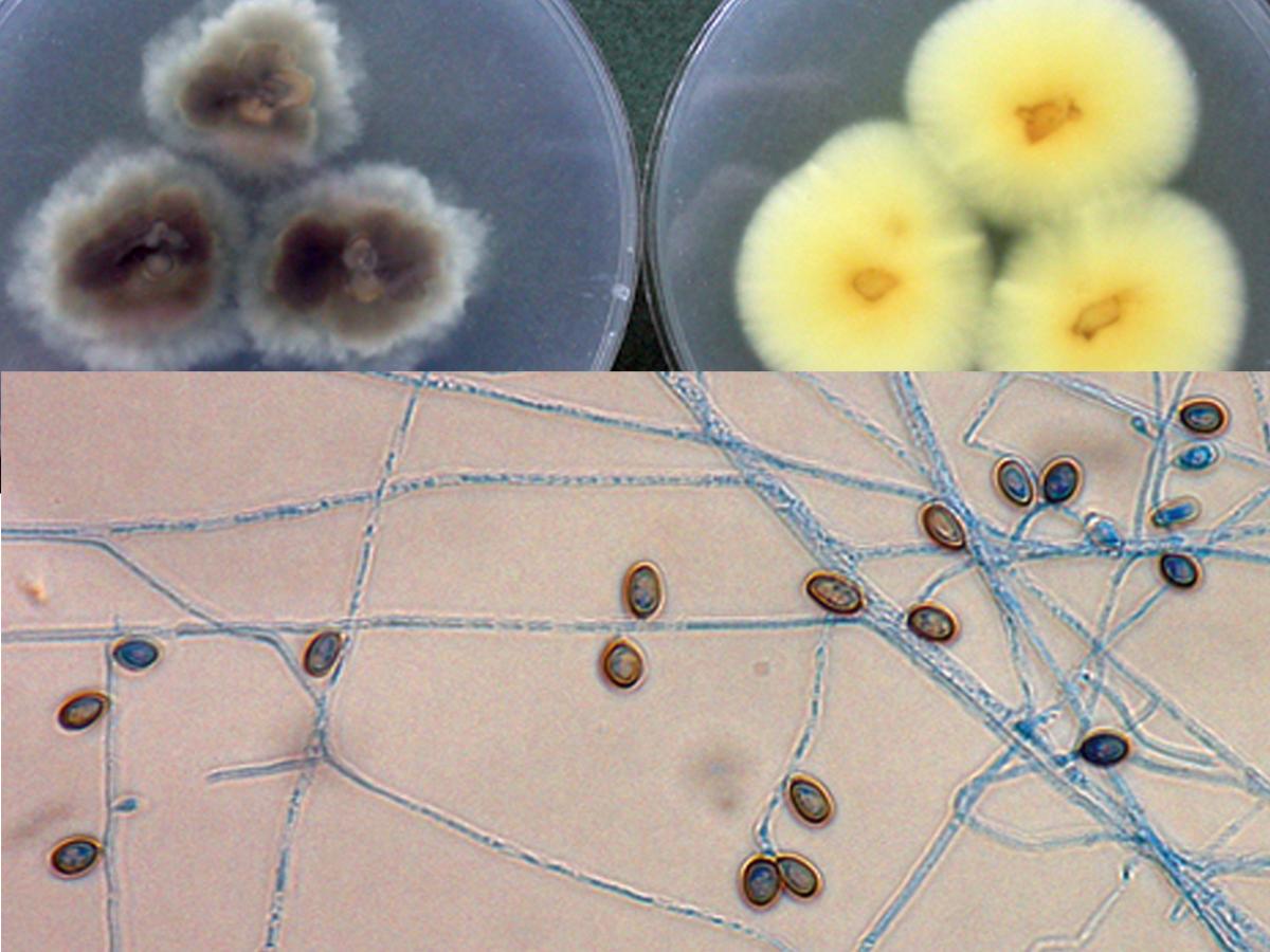 S. aurantiacum morphology