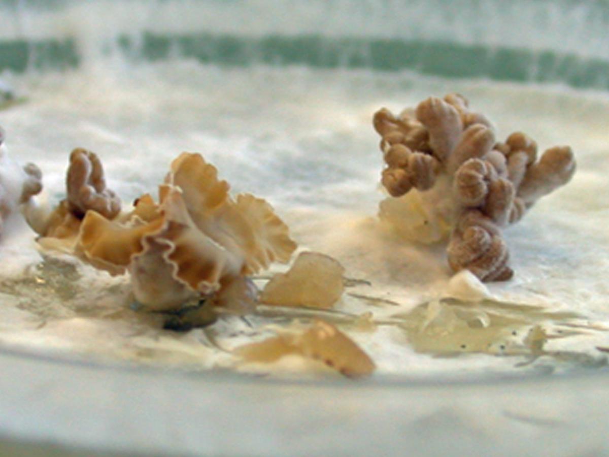 Schizophyllum1