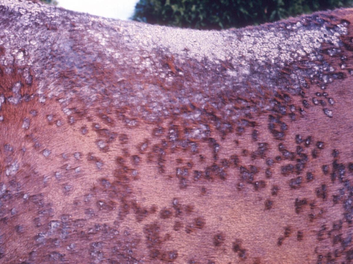 Trichophyton equinum clinical