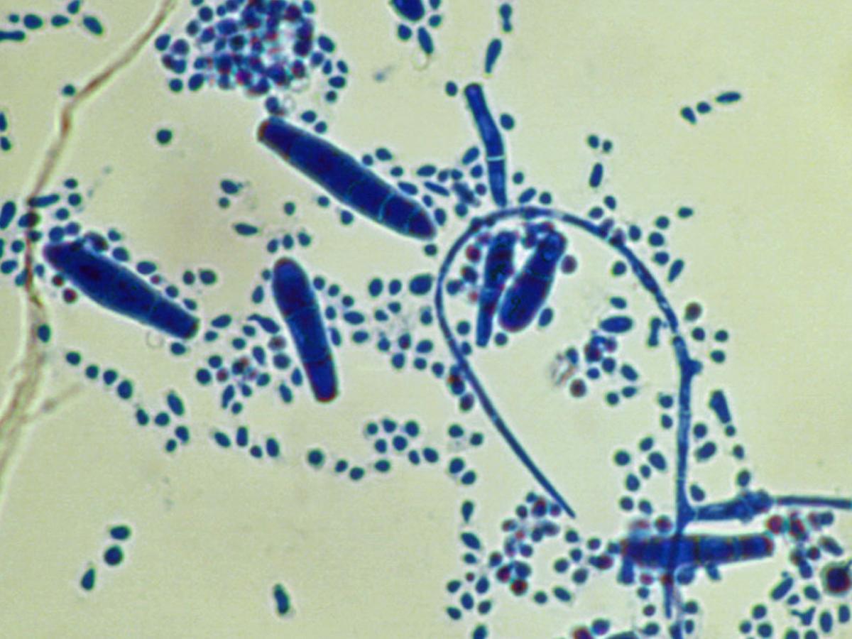 Unknown 24 microscopy - 1
