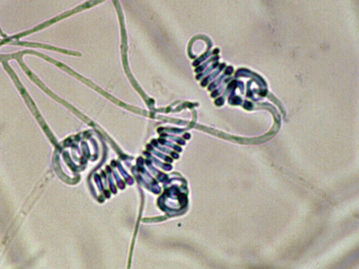 Microscopy