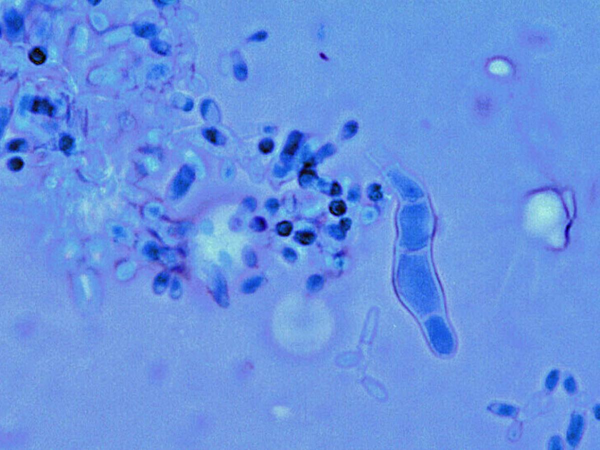 Unknown 27 microscopy - 2