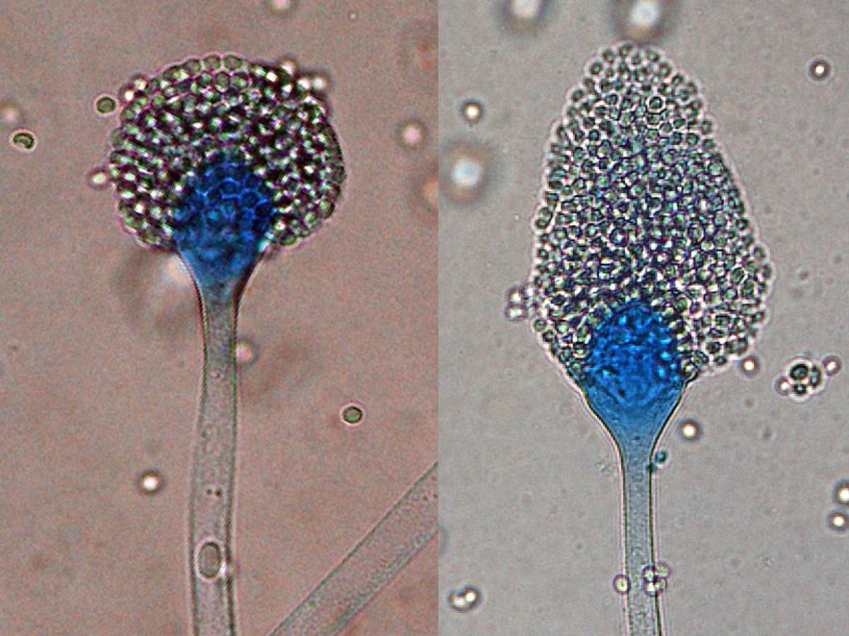 Microscopy