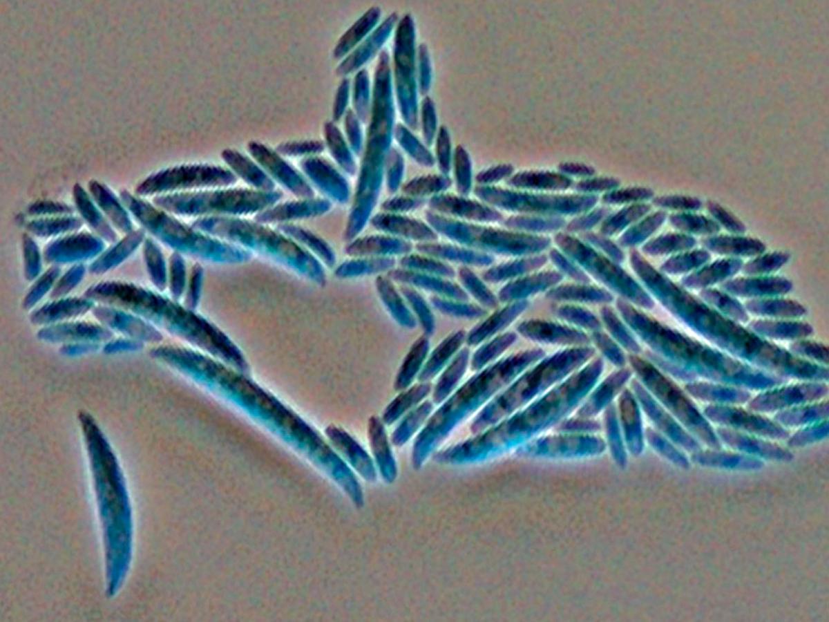 Microscopy
