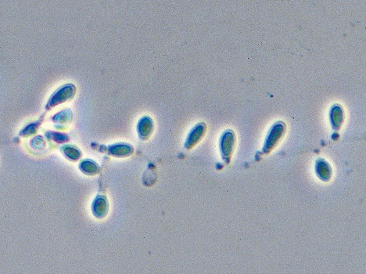 Unknown 53 microscopy