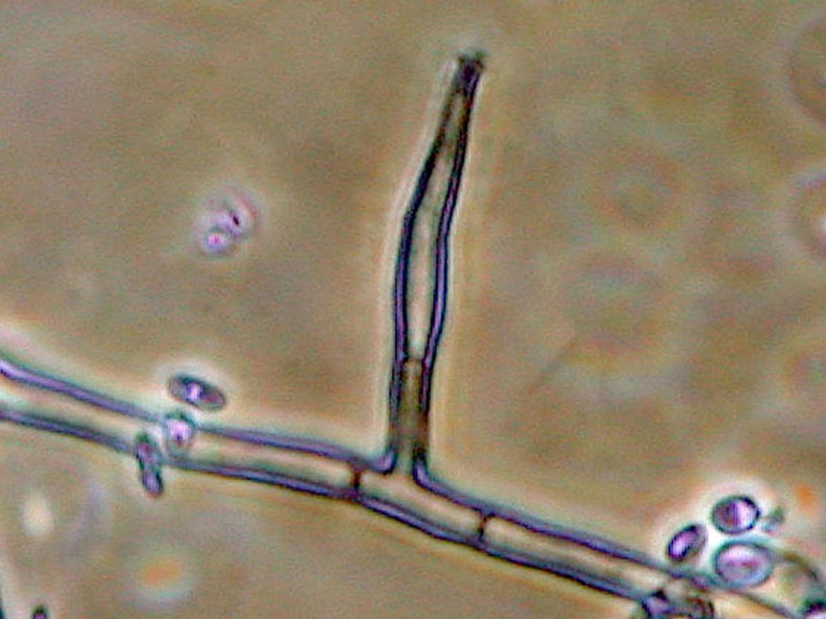 Unknown 09 microscopy - 3