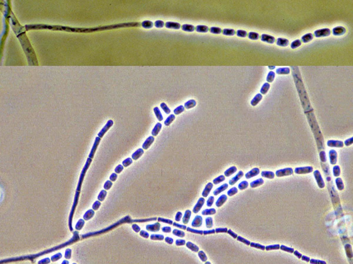 Unknown 68 microscopy