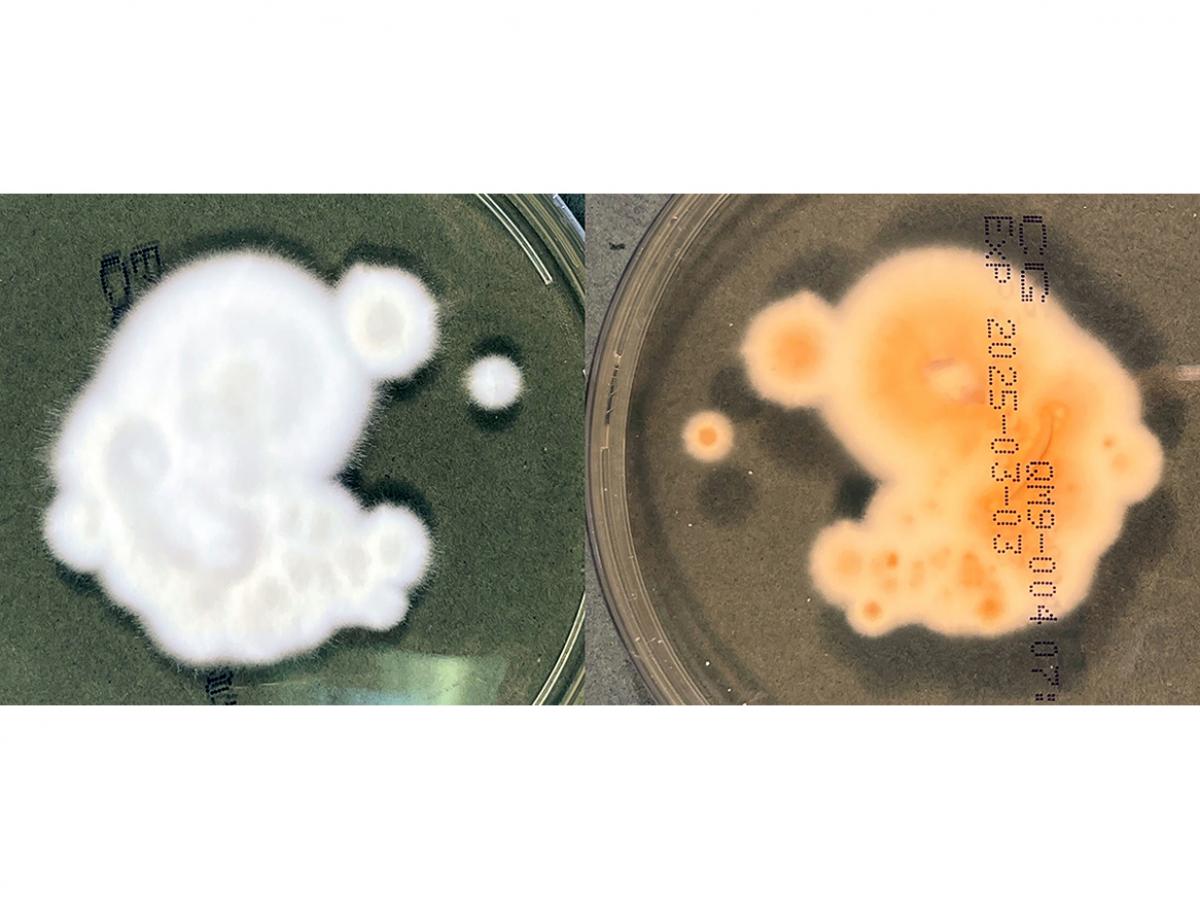 Trichophyton indotineae culture