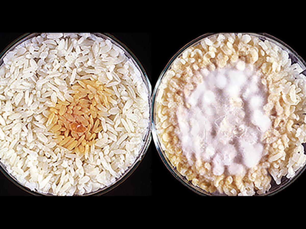 rice grain agar