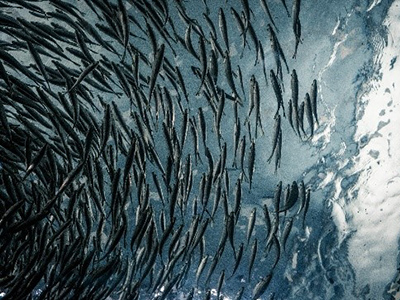 Climate change drives collapse in marine food webs