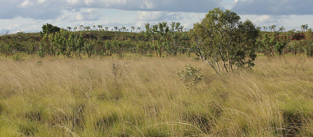 Australia's vegetation