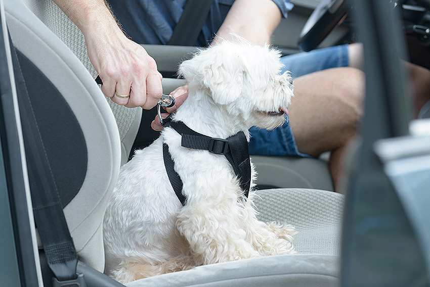 Riding in cars with dogs Newsroom University of Adelaide