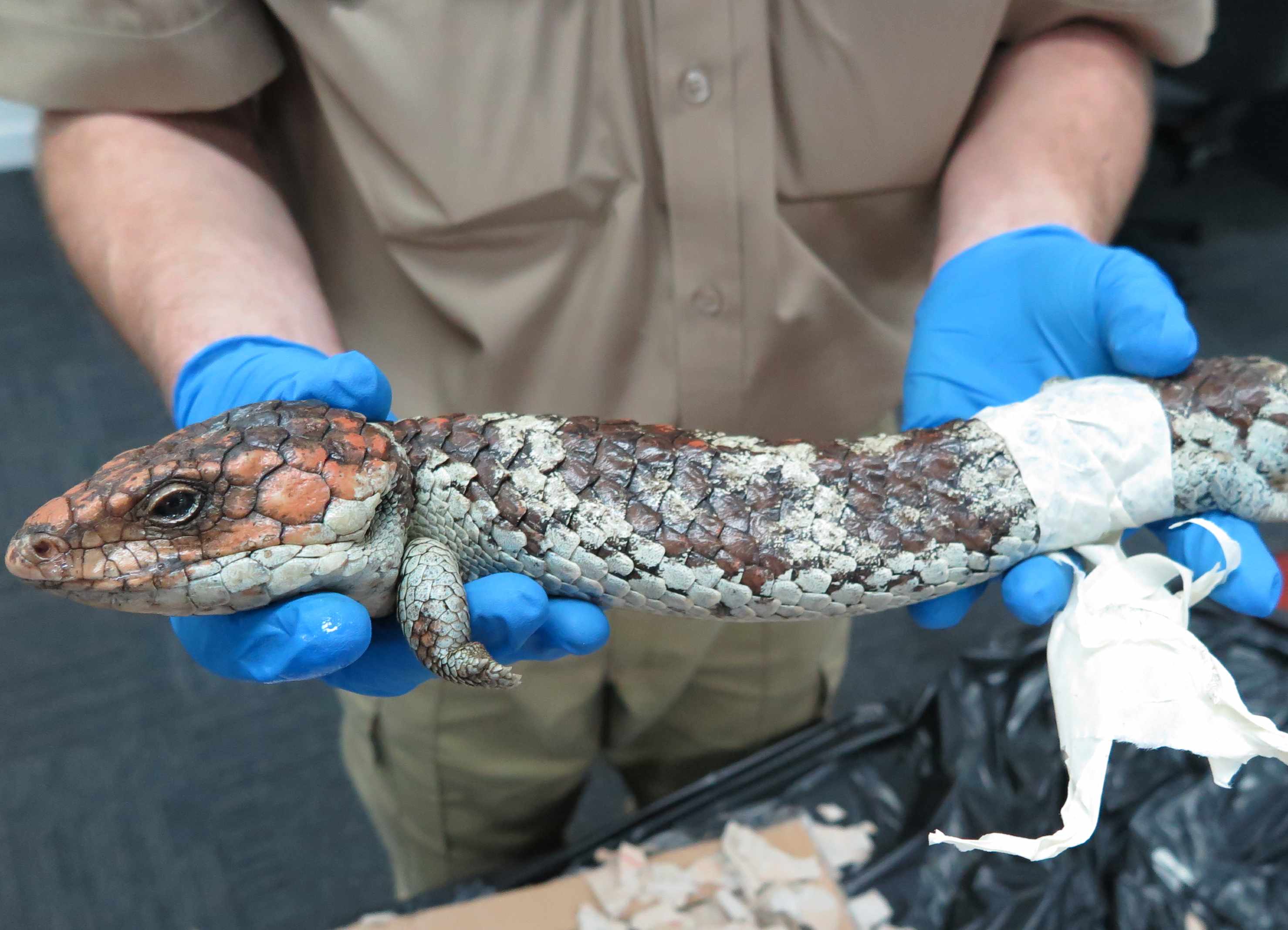 Stopping illegal trade of Aussie lizards | Newsroom | University of Adelaide Stopping illegal trade of Aussie lizards | Newsroom | University of Adelaide