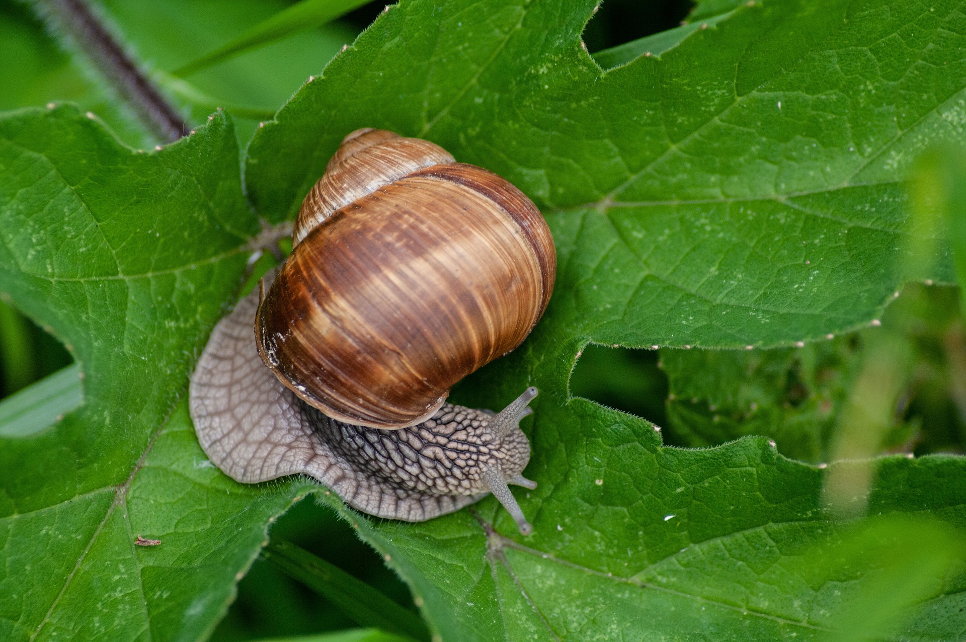 Multifaceted approach to combat snails in grain crops Newsroom University of Adelaide