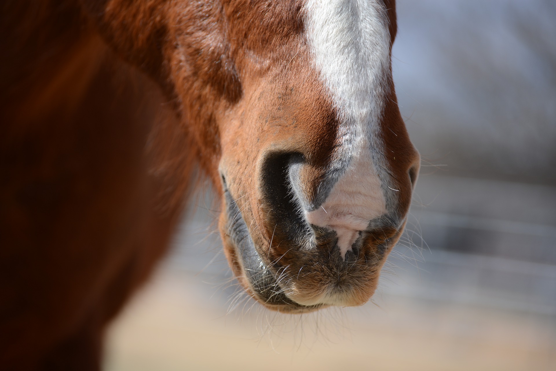 Competitive cuts for horses Newsroom University of Adelaide