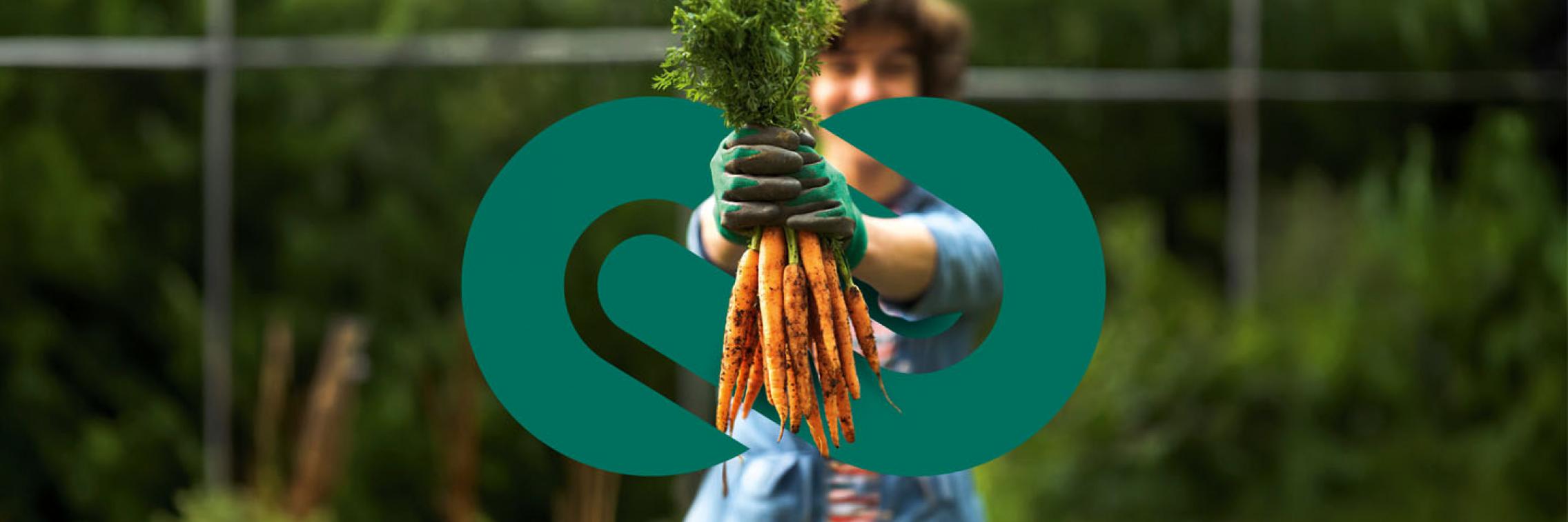 A person holding a bunch of carrots