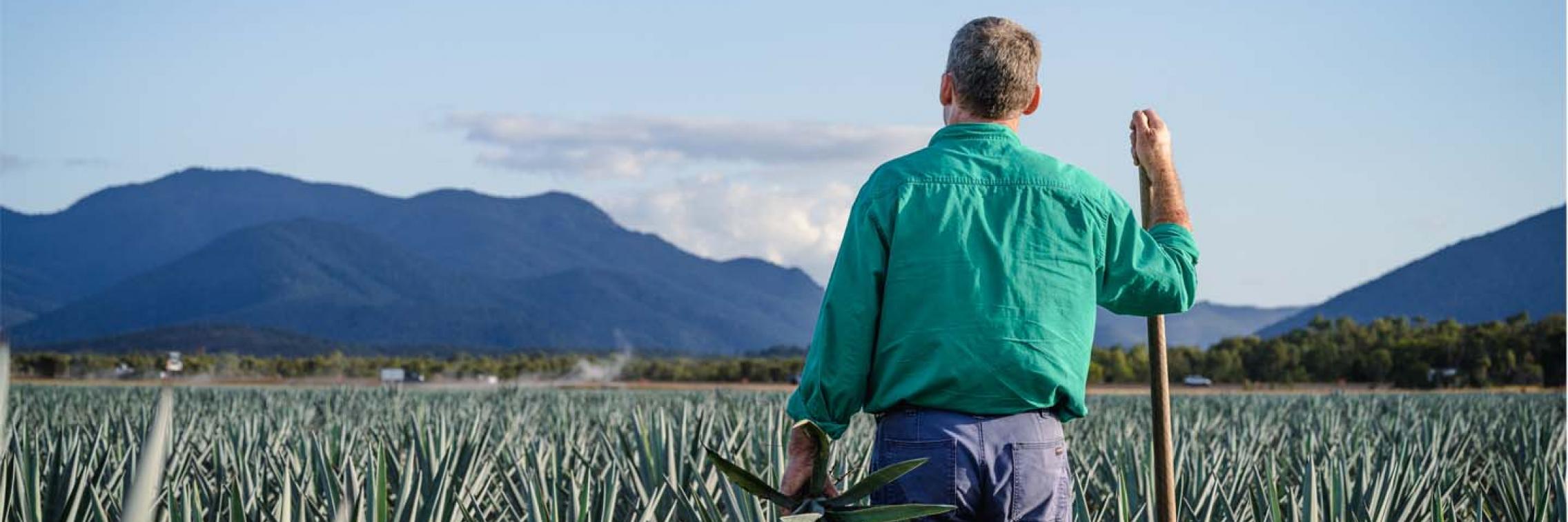 A man standing in an agave fild