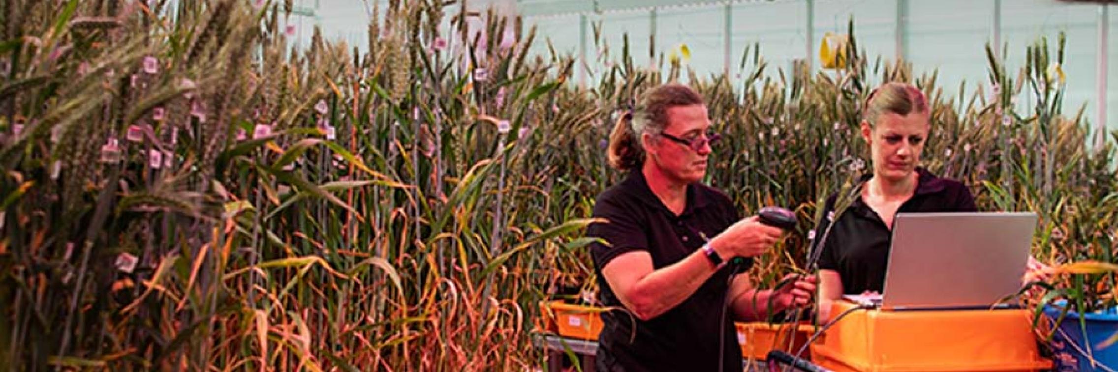 A person scanning a wheat sample