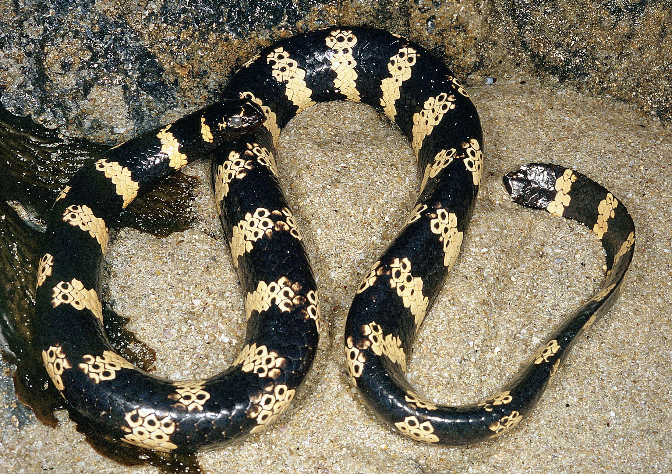 Emydocephalus orarius, Western Turtle-headed Sea Snake, Shark Bay 