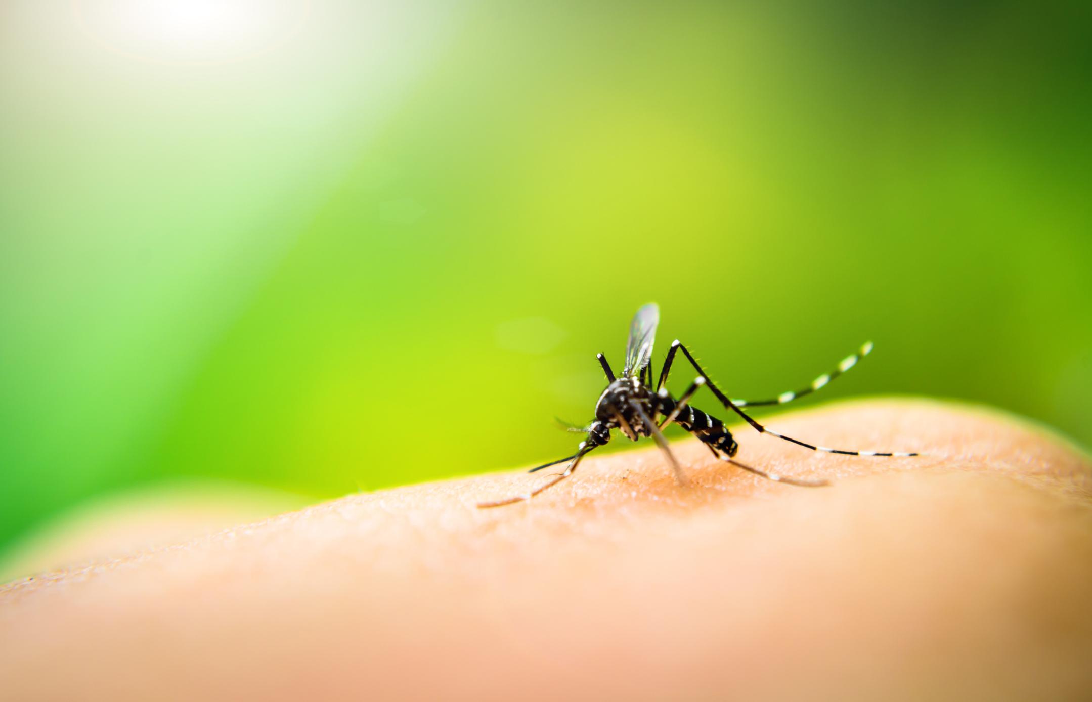 Scientists from the University of Adelaide’s Research Centre for Infectious Diseases have identified a key protein that controls malaria parasite entry into host red blood cells. 